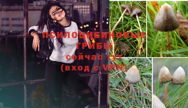 шишки Карпинск